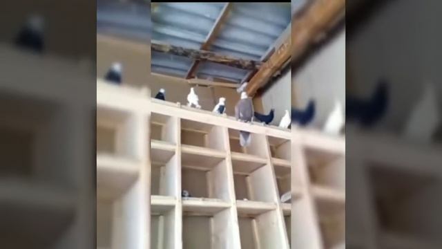 САМАРКАНДСКИЕ БОЙНЫЕ ГОЛУБИ КУЙЫ ЗОГ смотреть онлайн