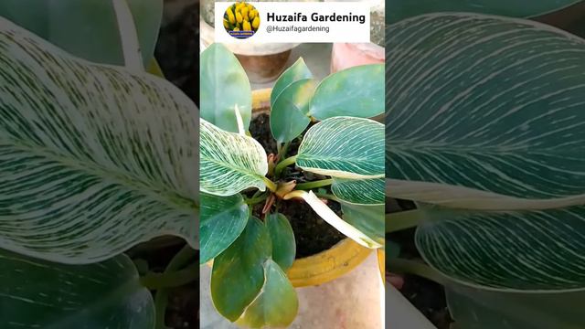 philodendron birkin care tips:#gardeningtips #viral #fartilizer #shortvideo #garden #plants #reels