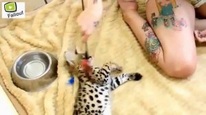 Экзотические Домашние подборка