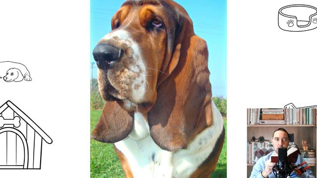 Basset Hound Pros and cons, price, how to choose, facts, care, history смотреть онлайн