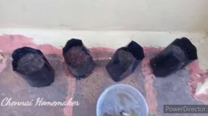 Caladium Bulb/How to grow Caladium in tamil/How to propagate Caladium/Caladium Growth/Caladium Bulb