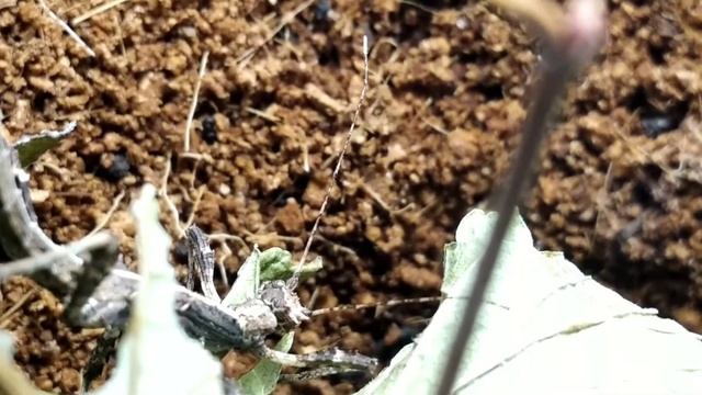 содержание палочников смотреть онлайн