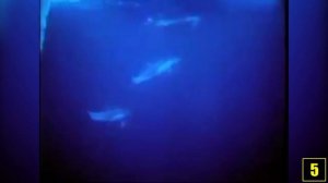 8 НЕВЕРОЯТНЫХ ФАКТОВ О ДЕЛЬФИНАХ!