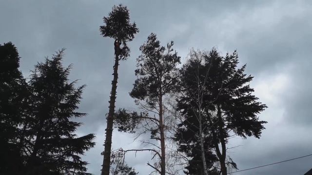 Как спилить дерево по частям безопасно
