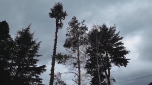 Как спилить дерево по частям безопасно