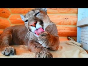 Пума Месси - чистюля. Сеанс релакса