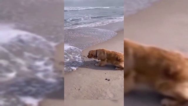 САМЫЕ СМЕШНЫЕ ЖИВОТНЫЕ ПЛАНЕТЫ ?? Красивые котики и собачки , милые создания 2021 СБОРНИК #TikTok 1
