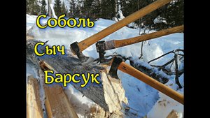 Соболь + Сыч + Барсук