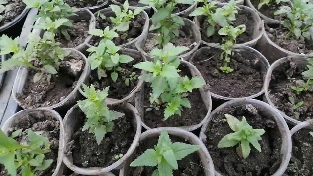 Немезия из семян и вегетативная немезия?. Сравним рассаду!?