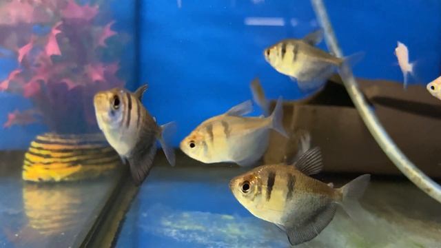 Black Widow Tetra - Gymnocorymbus ternetzi смотреть онлайн