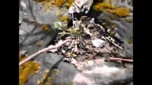 Размножение пурпурной малины Глен Ко