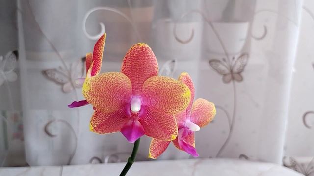 Обновленная орхидея Бронзовый Будда. Первое домашнее цветение! смотреть онлайн