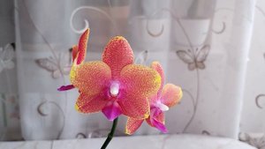 Обновленная орхидея Бронзовый Будда. Первое домашнее цветение!