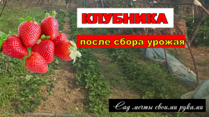 Клубника после сбора урожая/ Тепличный бизнес с нуля