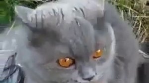 Говорящий кот ругается матом) Смешно и плакать хочется