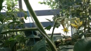 Сорт томата Уникальный Кульчитского. Помидоры для гурманов.