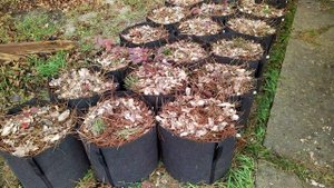 Голубика в мягких контейнерах Agrobag из геотекстиля. Начало.