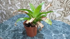 Почему не цветет вриезия? Ошибки в уходе