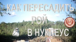 Переcаживаю пойманный рой из безрамочной ловушки в нуклеуc.  Креплю соты в рамках резинками
