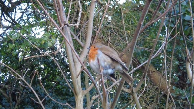 Ирландия / Морозы / Как прикормить малиновку-зорянку/ Naas/ elena.ireland смотреть онлайн