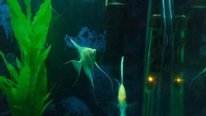 Скалярии Дантум альбино с икрой