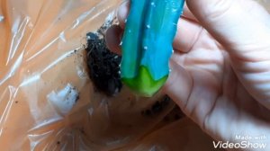 Как спасти кактус? Как переукоренить кактус?