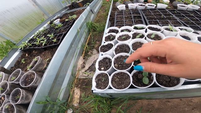 Зацвела Клубника. Пересаживаем Подсолнухи из теплицы на постоянное место. смотреть онлайн