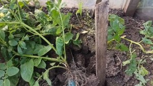 Листоклубни картофеля - эксперимент провалился