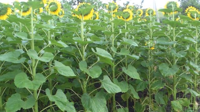 Подсолнух в моем огороде смотреть онлайн