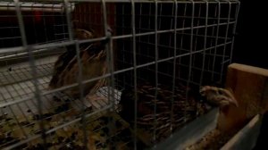 Выращивание перепелок в условиях городской квартиры. Часть №4