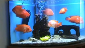 Aquarium// fish// аквариум//цихлиды// красный попугай❤️❤️❤️
