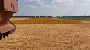 Молотим СОЮ 30.08.23 Нива СК5М І ЗІЛ 130???