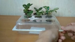 Как оставить детки фиалок на время отпуска?