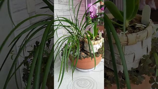 Ophiopogon japonicus (офиопогон японский) смотреть онлайн