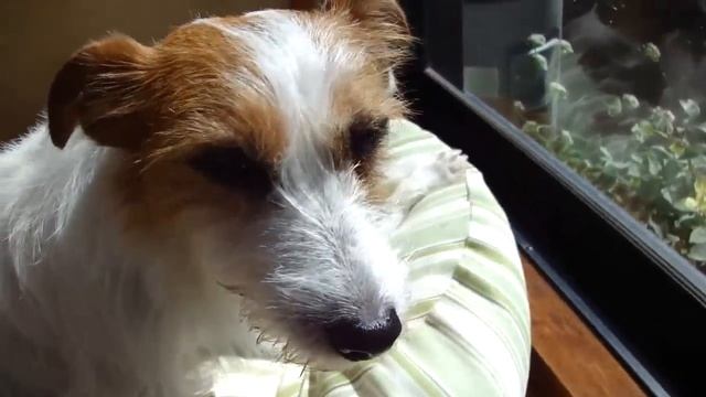 Фурминатор делюкс, средний смотреть онлайн