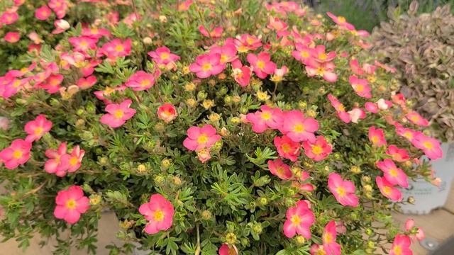Potentilla Happy Face® Hearts (Bush Cinquefoil) // Hardy, NATIVE, Easy to Grow dwarf shrub! смотреть онлайн