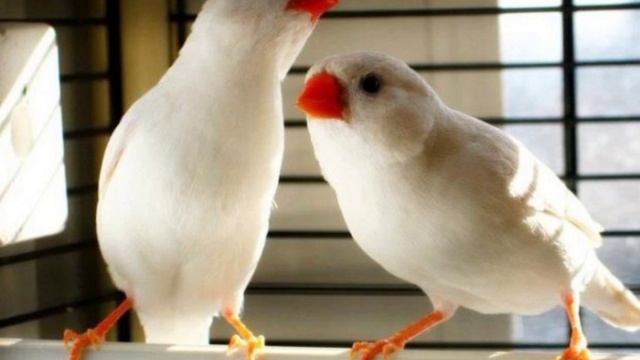 БЕЛЫЕ АМАДИНЫ Виктор Драгунский смотреть онлайн