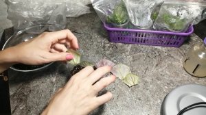 #размножение фиалки фрагментами листа