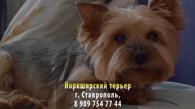 Пропала собака! Йоркширский терьер. г. Ставрополь