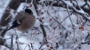 грозди рябины под снегом , на снежных ветках снегири