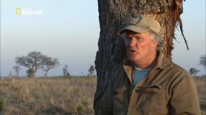 Необычное Поведение Животных — Дикость в чистом виде Nat Geo Wild HD
