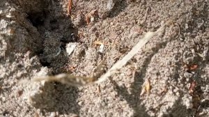 СПЯТ ЛИ МУРАВЬИ? — Как и сколько спят муравьи?