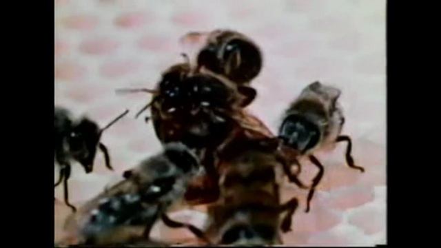 Город пчёл. Документальный, познавательный фильм 1962 г. Научный институт Муди. Пчела-человек-Бог