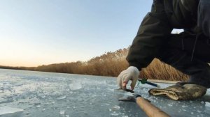 Ловля окуня по перволёдке на пруду.