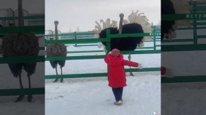 страус танцует для ребенка! ostrich