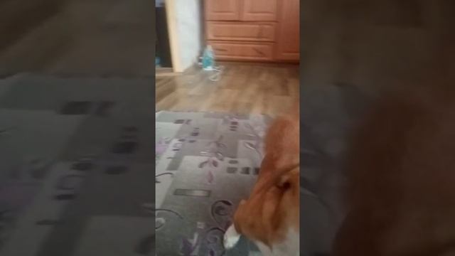 Учим собаку команде голос! смотреть онлайн