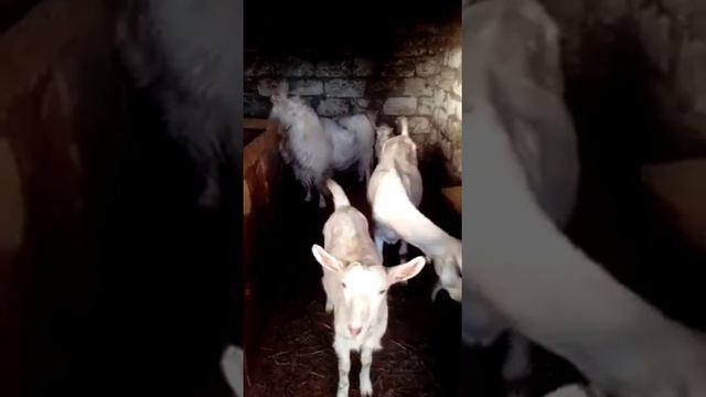 Козёл Ламанча