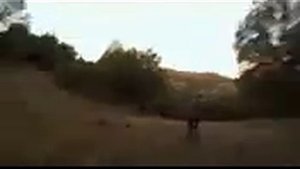Наподений зверей на человека