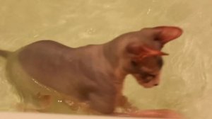 Cat takes a shower,Sphynx takes a shower!(Сфинкс купается!)