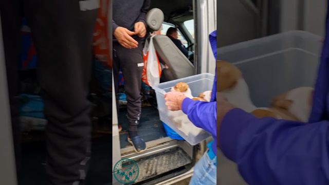 Детки под ёлочку 🎄🎆🎉 #andregadog #бульдог #ккчс #джекрассел #дрт #продам #спаниель смотреть онлайн